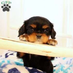 Destiny, Cavalier King Charles Spaniel Puppy