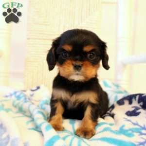 Destiny, Cavalier King Charles Spaniel Puppy