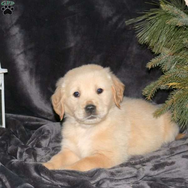 Devan, Golden Retriever Puppy