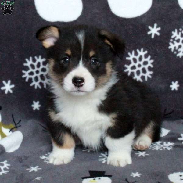 Devan, Pembroke Welsh Corgi Puppy