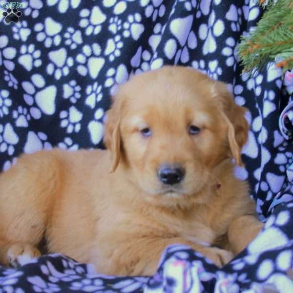 Devan, Golden Retriever Puppy