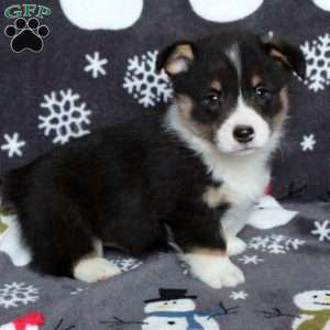 Devan, Pembroke Welsh Corgi Puppy