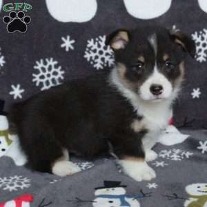 Devan, Pembroke Welsh Corgi Puppy