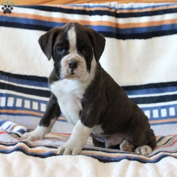 Dexter, Boxer Puppy