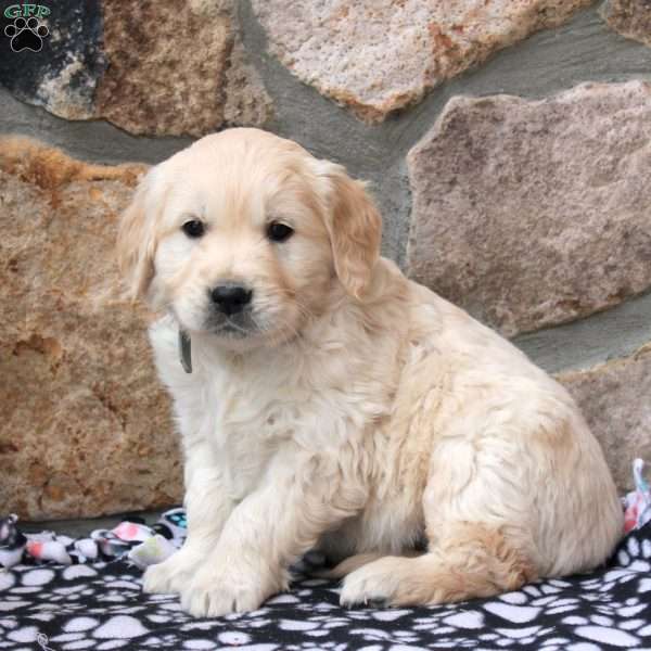 Dexter, English Cream Golden Retriever Puppy