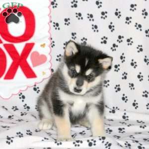 Dexter, Alaskan Malamute Puppy