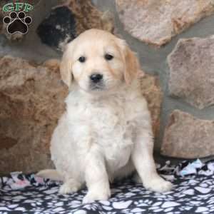 Dexter, English Cream Golden Retriever Puppy