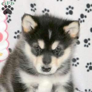 Dexter, Alaskan Malamute Puppy