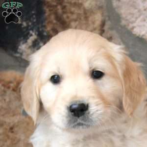 Dexter, English Cream Golden Retriever Puppy