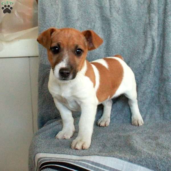 Diamond, Jack Russell Terrier Puppy