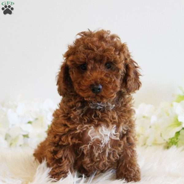 Diamond, Toy Poodle Puppy