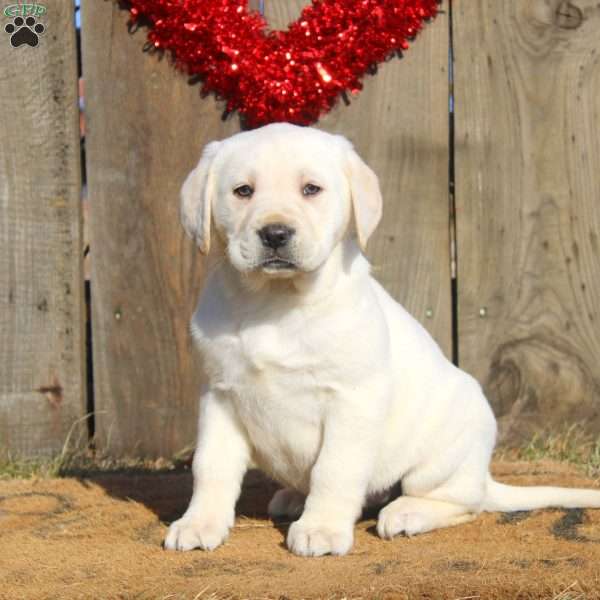 Diana, Yellow Labrador Retriever Puppy