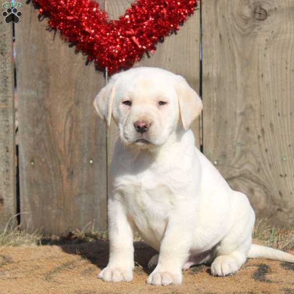 Diego, Yellow Labrador Retriever Puppy