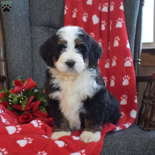 Diesel, Bernedoodle Puppy