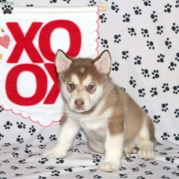 Diesel, Alaskan Malamute Puppy