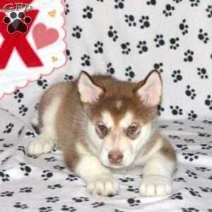 Diesel, Alaskan Malamute Puppy