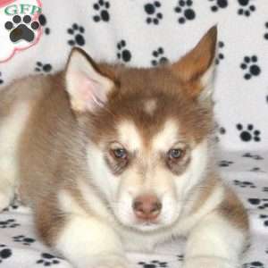 Diesel, Alaskan Malamute Puppy