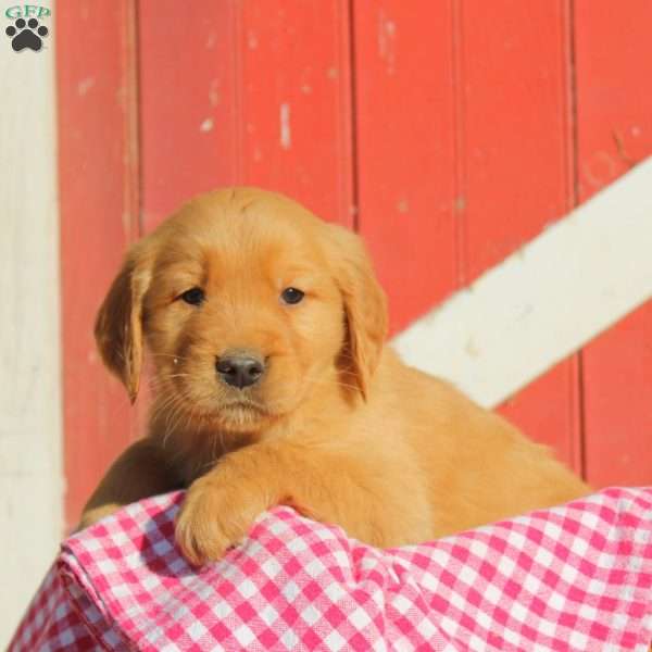 Dilbert, Golden Retriever Puppy