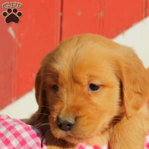 Dilbert, Golden Retriever Puppy