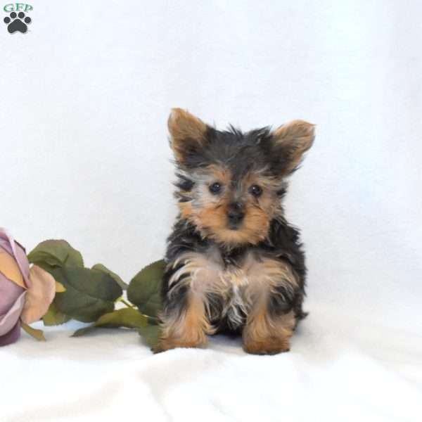 Dill, Yorkie Puppy