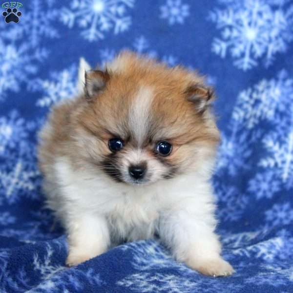 Dimple, Pomeranian Puppy