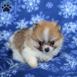 Dimple, Pomeranian Puppy