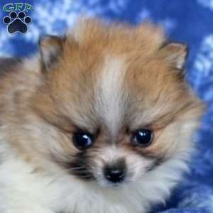 Dimple, Pomeranian Puppy