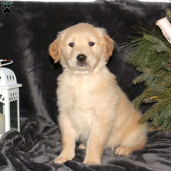 Dimples, Golden Retriever Puppy