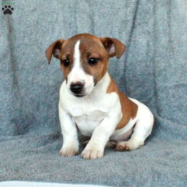 Dingo, Jack Russell Terrier Puppy