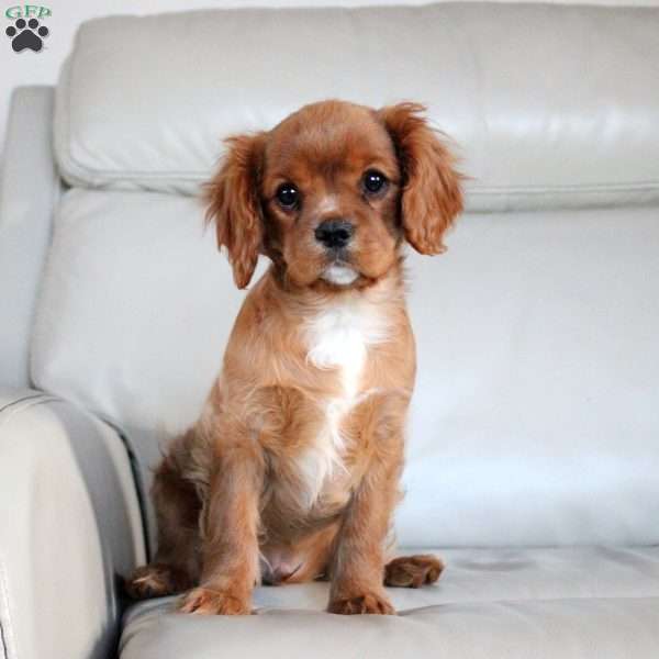 Dino, Cavalier King Charles Spaniel Puppy