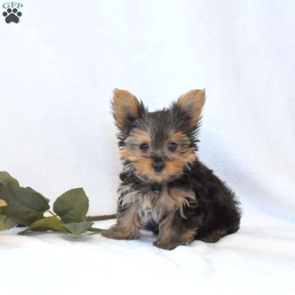 Dipper, Yorkie Puppy