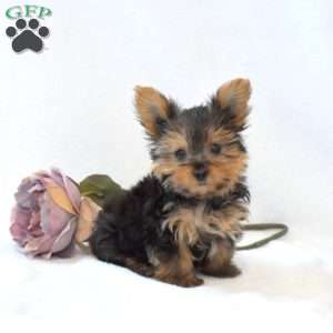 Dipper, Yorkie Puppy