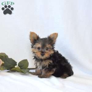 Dipper, Yorkie Puppy