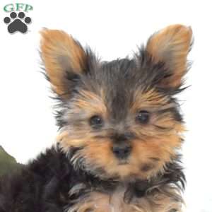 Dipper, Yorkie Puppy