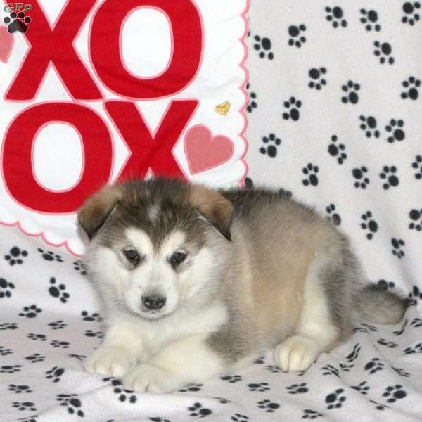 Diva, Alaskan Malamute Puppy