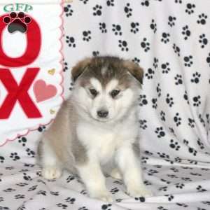 Diva, Alaskan Malamute Puppy