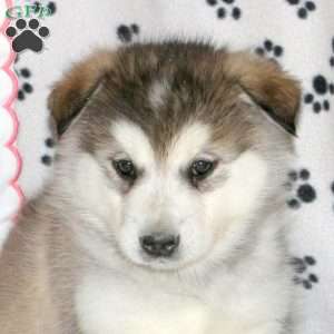 Diva, Alaskan Malamute Puppy