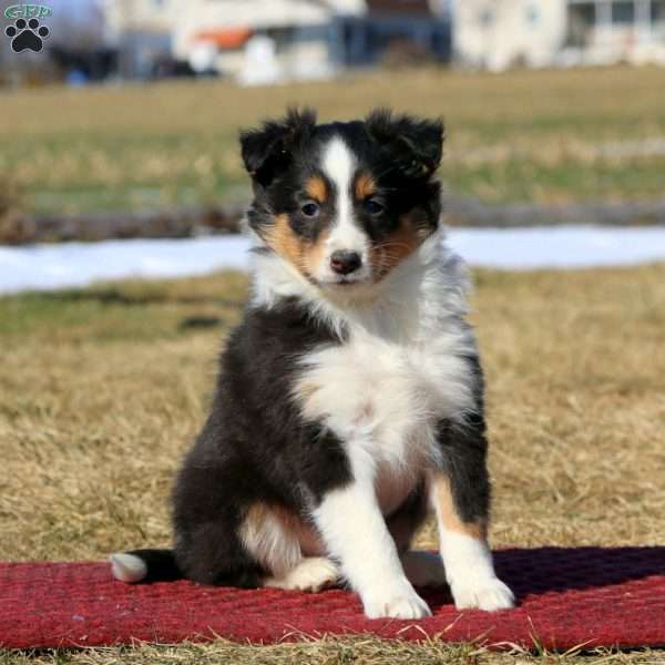 Dixie, Sheltie Puppy