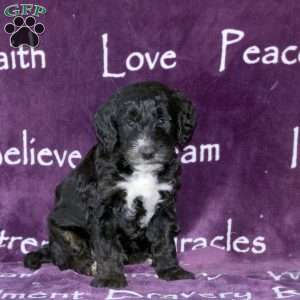 Dixon, Standard Poodle Mix Puppy