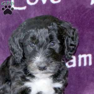 Dixon, Standard Poodle Mix Puppy