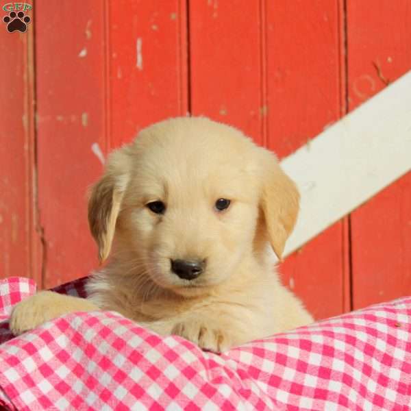 Dobson, Golden Retriever Puppy