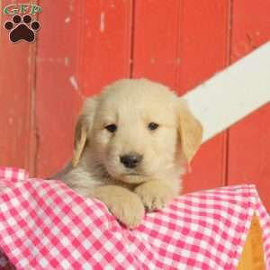 Dobson, Golden Retriever Puppy