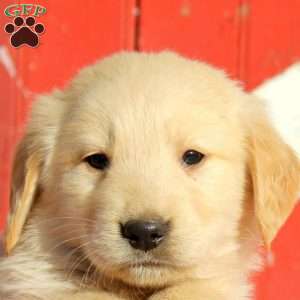 Dobson, Golden Retriever Puppy