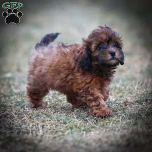 Doc, Shih-Poo Puppy