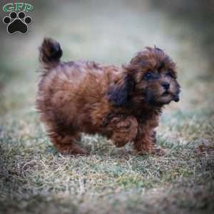 Doc, Shih-Poo Puppy