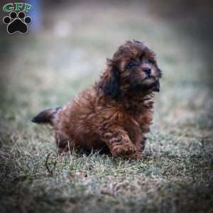 Doc, Shih-Poo Puppy