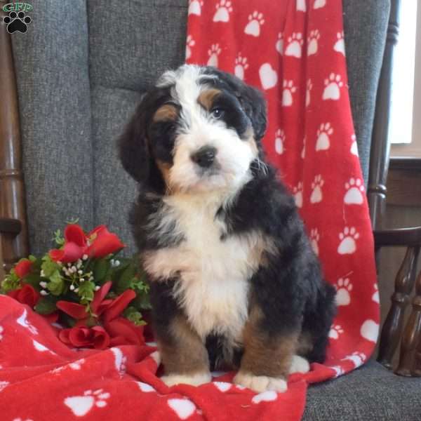 Dodger, Bernedoodle Puppy