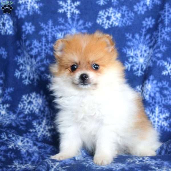 Doger, Pomeranian Puppy