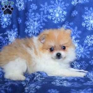 Doger, Pomeranian Puppy