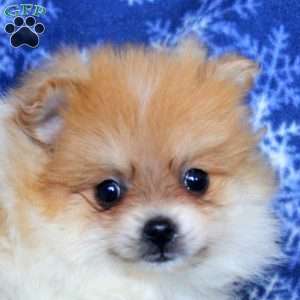 Doger, Pomeranian Puppy